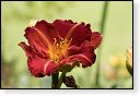 bloemen bloem hdr natuur flora roos rozen tulp tulpen orchidee orchideeen zonnebloem geranium cannabis marihuana wiet hennep sativa indica